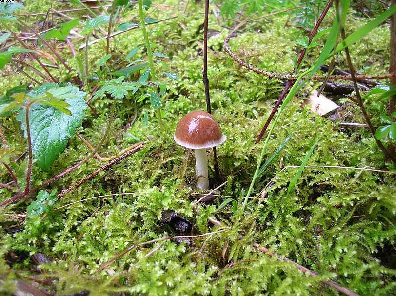 Oltingue  ( FRA )    24. Aprile 2005